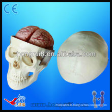 Modèle d&#39;éducation de crâne de haute qualité, modèle de crâne avec 8 parties de cerveau, modèle de crâne Pvc